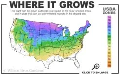 Red Osier Red Twig Dogwood (Cornus Sericea) - 2 Gallon Pot 9 Red Osier Red Twig Dogwood (Cornus Sericea) - 2 Gallon Pot -Best Bush Shop 3a 8a 3