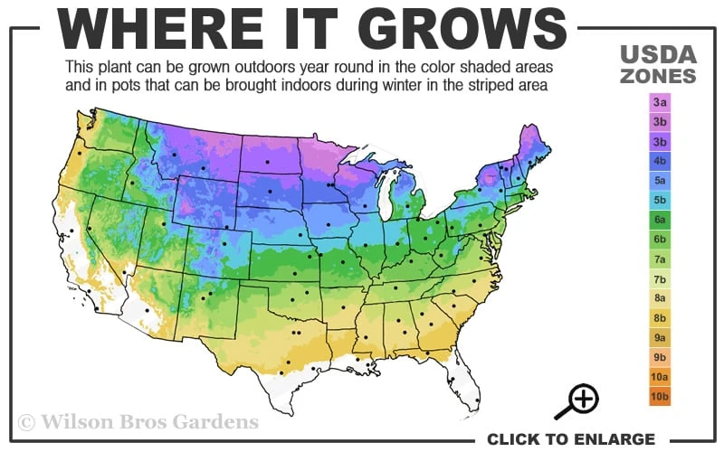 Strawberry Sundae Hydrangea - 1 Gallon Pot 3 Strawberry Sundae Hydrangea - 1 Gallon Pot - Image 3