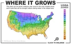 Annabelle Hydrangea - 3 Gallon Pot 11 Annabelle Hydrangea - 3 Gallon Pot -Best Bush Shop 3a 9b 7