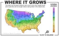 Spartan Juniper - 6 Pack Of 1 Gallon Pots -Best Bush Shop 3b 9b 2