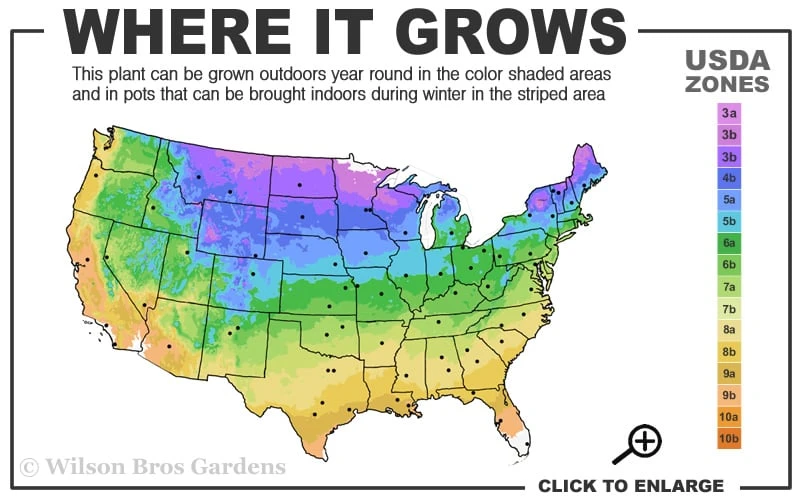 Kaizuka Twisted Juniper - 3 Gallon Pot 3 Kaizuka Twisted Juniper - 3 Gallon Pot - Image 3