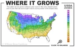 Red Sensation Hydrangea - 3 Gallon Pot 9 Red Sensation Hydrangea - 3 Gallon Pot -Best Bush Shop 4A 8B 1