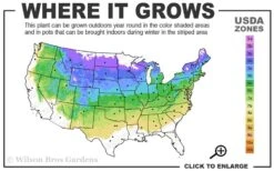 Miss Kim Lilac - 2 Gallon Pot 6 Miss Kim Lilac - 2 Gallon Pot -Best Bush Shop 4a 8a