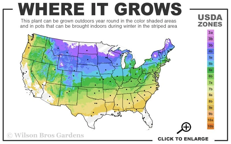 Vanilla Strawberry Hydrangea - 3 Gallon Pot 3 Vanilla Strawberry Hydrangea - 3 Gallon Pot - Image 3