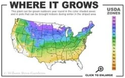 Highland Cream Creeping Thyme - 5 Pack Of Quart Pots -Best Bush Shop 4a 8b thumbnail