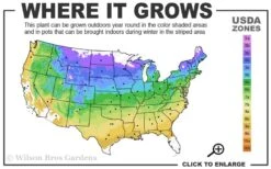 Climbing Hydrangea 'Petiolaris' - 3 Gallon Pot -Best Bush Shop 4a 9a