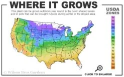 Eastern Redbud - 5 Gallon Pot 8 Eastern Redbud - 5 Gallon Pot -Best Bush Shop 4a 9b 25