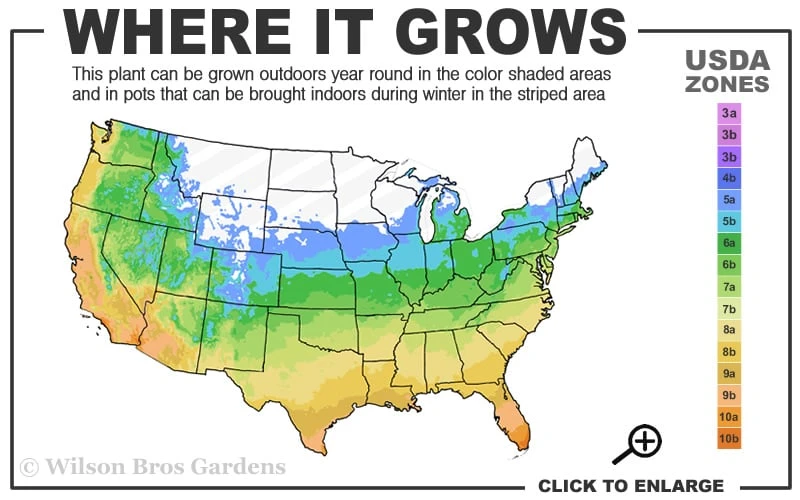 Green Shadow Sweetbay Magnolia Tree (Magnolia Virginiana) - 1 Gallon Pot 3 Green Shadow Sweetbay Magnolia Tree (Magnolia Virginiana) - 1 Gallon Pot - Image 3