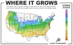 Chicago Luster Arrowwood Viburnum - 3 Gallon Pot 9 Chicago Luster Arrowwood Viburnum - 3 Gallon Pot -Best Bush Shop 5a 8b 23