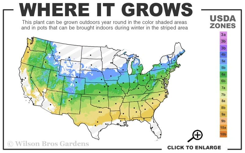 Chicago Luster Arrowwood Viburnum - 3 Gallon Pot 3 Chicago Luster Arrowwood Viburnum - 3 Gallon Pot - Image 3