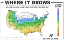 Yellow Bird Magnolia Tulip Tree - 1 Gallon Pot -Best Bush Shop 5a 9a 1