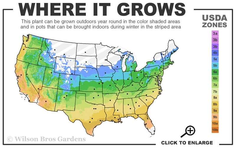 Winterstar Boxwood - 1 Gallon Pot 3 Winterstar Boxwood - 1 Gallon Pot - Image 3