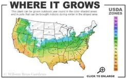 Claudia Wannamaker Southern Magnolia - 7 Gallon Pot (4-5') 8 Claudia Wannamaker Southern Magnolia - 7 Gallon Pot (4-5') -Best Bush Shop 5b 11 5