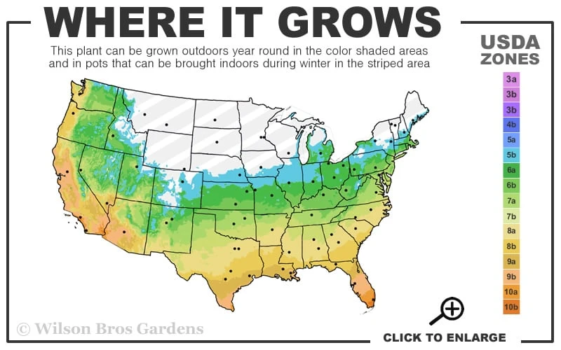 Claudia Wannamaker Southern Magnolia - 7 Gallon Pot (4-5') 3 Claudia Wannamaker Southern Magnolia - 7 Gallon Pot (4-5') - Image 3