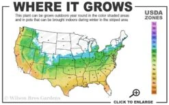 Graham Blandy Columnar Boxwood - 6 Pack Of 1 Gallon Pots 6 Graham Blandy Columnar Boxwood - 6 Pack Of 1 Gallon Pots -Best Bush Shop 5b 9b 1