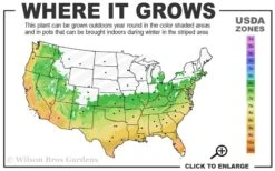 Summer Snow Gardenia - 3 Gallon Pot 10 Summer Snow Gardenia - 3 Gallon Pot -Best Bush Shop 6a 10a 1