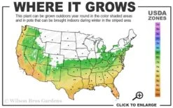 Winter's Snowman Camellia Hybrid - 7 Gallon Pot (3-4') 6 Winter's Snowman Camellia Hybrid - 7 Gallon Pot (3-4') -Best Bush Shop 6a 10a
