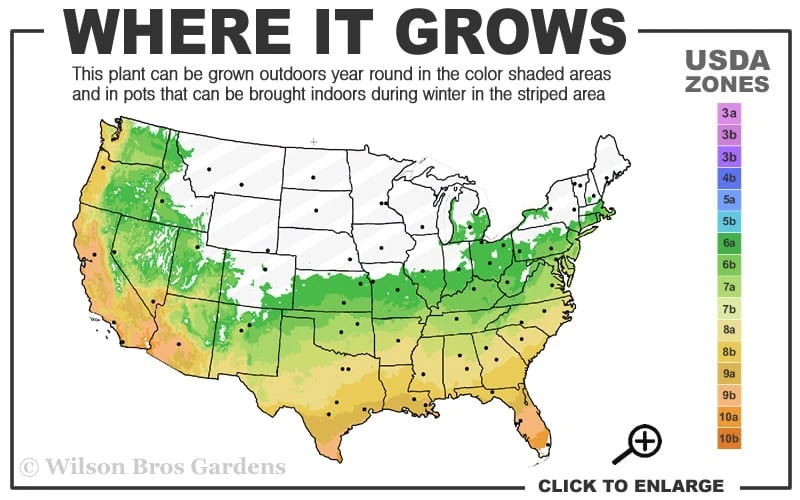 Snow Flurry Hardy Gardenia - 1 Gallon Pot 3 Snow Flurry Hardy Gardenia - 1 Gallon Pot - Image 3