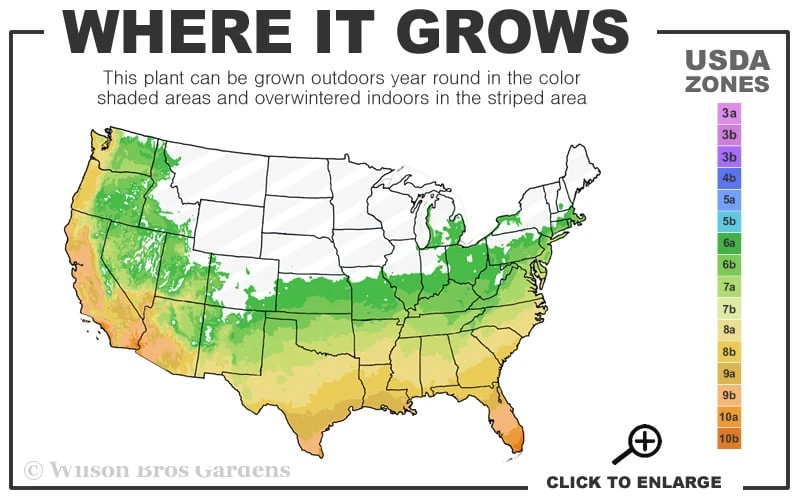 April Pink Cold Hardy Camellia Japonica - 3 Gallon Pot 3 April Pink Cold Hardy Camellia Japonica - 3 Gallon Pot - Image 3