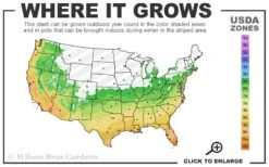 Cab Sav Cold Hardy Eucalyptus Tree (Eucalyptus Rubida) - 5 Gallon Pot 7 Cab Sav Cold Hardy Eucalyptus Tree (Eucalyptus Rubida) - 5 Gallon Pot -Best Bush Shop 6a 11 3