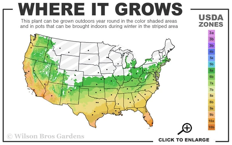 Cab Sav Cold Hardy Eucalyptus Tree (Eucalyptus Rubida) - 5 Gallon Pot 3 Cab Sav Cold Hardy Eucalyptus Tree (Eucalyptus Rubida) - 5 Gallon Pot - Image 3