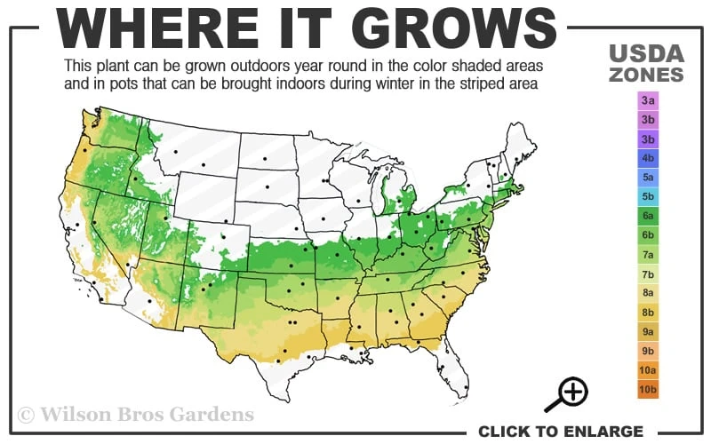 Schip Laurel (Prunus Laurocersasus 'Schipkaensis') - 2 Gallon Pot 3 Schip Laurel (Prunus Laurocersasus 'Schipkaensis') - 2 Gallon Pot - Image 3
