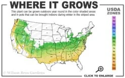 Elegans Variegated Boxwood - Buxus Sempervirens 'Elegantissima' - 3 Gallon Pot 8 Elegans Variegated Boxwood - Buxus Sempervirens 'Elegantissima' - 3 Gallon Pot -Best Bush Shop 6a 8b 3