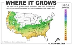 Sir Robert Dwarf Azalea - 3 Gallon Pot 8 Sir Robert Dwarf Azalea - 3 Gallon Pot -Best Bush Shop 6a 9a