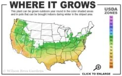 Survivor Cold Hardy White Camellia - 3 Gallon Pot -Best Bush Shop 6a 9b 3