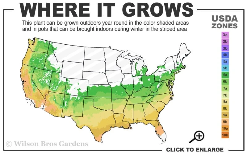 Spring Fanfare Aromi Azalea (Rhododendron Hybrid) - 3 Gallon Pot 3 Spring Fanfare Aromi Azalea (Rhododendron Hybrid) - 3 Gallon Pot - Image 3