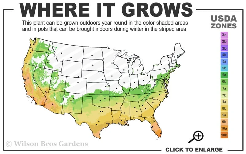 Fortune's Cold Hardy Tea Olive (Fragrant Osmanthus) - 1 Gallon Pot 3 Fortune's Cold Hardy Tea Olive (Fragrant Osmanthus) - 1 Gallon Pot - Image 3