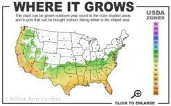 Angus Cold Hardy Eucalyptus Tree (Eucalyptus Nicholii) - 5 Gallon Pot 10 Angus Cold Hardy Eucalyptus Tree (Eucalyptus Nicholii) - 5 Gallon Pot -Best Bush Shop 6b 10b 8