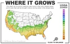Big O Cold Hardy Eucalyptus Tree (Eucalyptus Neglecta) - 3 Quart Pot 10 Big O Cold Hardy Eucalyptus Tree (Eucalyptus Neglecta) - 3 Quart Pot -Best Bush Shop 6b 9b 26