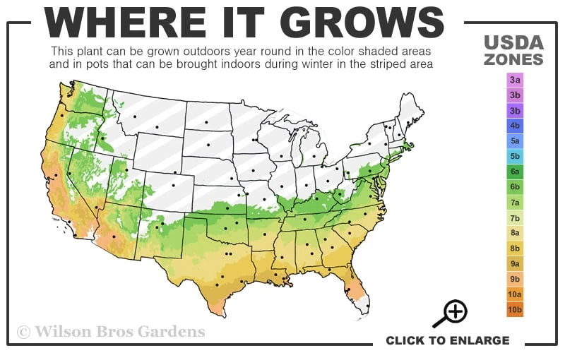 Snow Flurry Cold Hardy Camellia Hybrid - 3 Gallon Pot 3 Snow Flurry Cold Hardy Camellia Hybrid - 3 Gallon Pot - Image 3