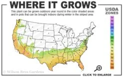 Fruitland's Fortune Tea Olive (Fragrant Osmanthus) - 1 Gallon Pot 8 Fruitland's Fortune Tea Olive (Fragrant Osmanthus) - 1 Gallon Pot -Best Bush Shop 7a 10a 3