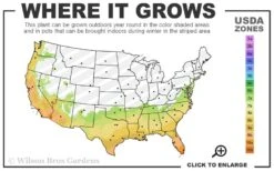 Jubilation Gardenia - 3 Gallon Pot 7 Jubilation Gardenia - 3 Gallon Pot -Best Bush Shop 7a 10b 50