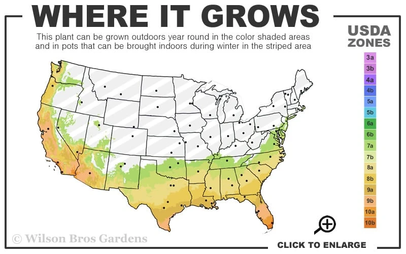 Jubilation Gardenia - 6 Pack Of 1 Gallon Pots 3 Jubilation Gardenia - 6 Pack Of 1 Gallon Pots - Image 3