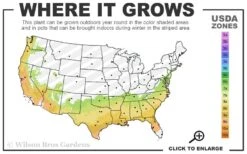 Bob Hope Camellia Japonica - 1 Gallon Pot 8 Bob Hope Camellia Japonica - 1 Gallon Pot -Best Bush Shop 7a 9b 35
