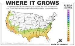 Moonlit Lace Viburnum - 6 Pack Of 1 Gallon Pots -Best Bush Shop 7a 9b thumbnail 1
