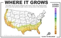 Mardi Gras Southern Indica Azalea - 6 Pack Of 1 Gallon Pots 6 Mardi Gras Southern Indica Azalea - 6 Pack Of 1 Gallon Pots -Best Bush Shop 7b 10b 1