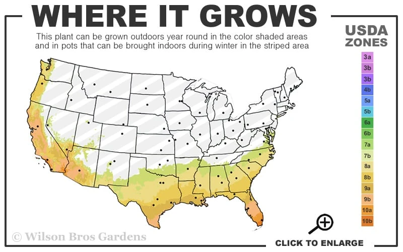Confused Sweet Box (Sarcococca Confusa) - 6 Pack Of 1 Gallon Pots 3 Confused Sweet Box (Sarcococca Confusa) - 6 Pack Of 1 Gallon Pots - Image 3