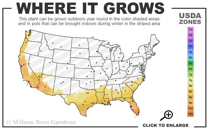 Jersey Girl Cold Hardy Eucalyptus Tree (Eucalyptus Macarthurii) - 2 Gallon Pot 3 Jersey Girl Cold Hardy Eucalyptus Tree (Eucalyptus Macarthurii) - 2 Gallon Pot - Image 3