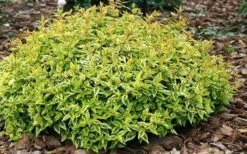 Kaleidoscope Dwarf Abelia - 3 Gallon Pot 12 Kaleidoscope Dwarf Abelia - 3 Gallon Pot -Best Bush Shop Abelia Kaleidoscope Mid Spring Color 51