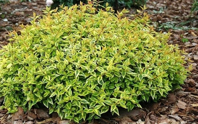 Kaleidoscope Dwarf Abelia - 3 Gallon Pot 6 Kaleidoscope Dwarf Abelia - 3 Gallon Pot - Image 6
