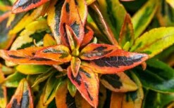 Kaleidoscope Dwarf Abelia - 3 Gallon Pot 13 Kaleidoscope Dwarf Abelia - 3 Gallon Pot -Best Bush Shop Abelia Kaleidoscope Winter Color 51