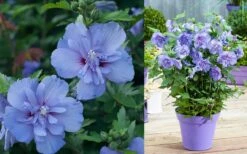 Blue Chiffon Rose Of Sharon - 2 Gallon Pot 13 Blue Chiffon Rose Of Sharon - 2 Gallon Pot -Best Bush Shop Althea Blue Chiffon