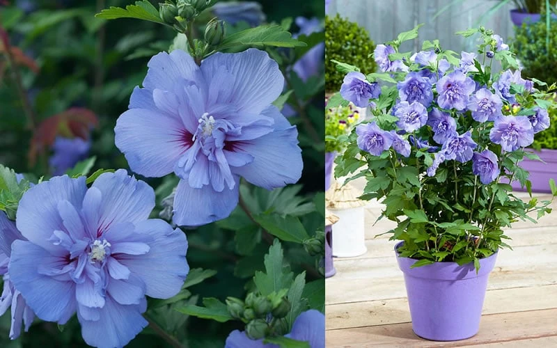 Blue Chiffon Rose Of Sharon - 2 Gallon Pot 7 Blue Chiffon Rose Of Sharon - 2 Gallon Pot - Image 7