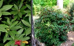 Florida Anise - Illicium Floridanum - 1 Gallon Pot -Best Bush Shop Anise Florida