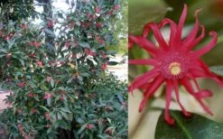 Florida Anise - Illicium Floridanum - 1 Gallon Pot -Best Bush Shop Anise Florida 50