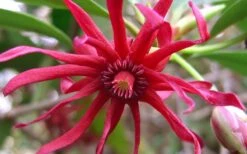 Florida Anise - Illicium Floridanum - 1 Gallon Pot -Best Bush Shop Anise Florida Flower 50